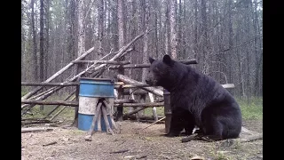 Boone & Crocket 2017 Manitoba Spring Bear Hunt