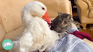 Shy Gosling Proves Cats And Dogs She's Not A Pushover | Cuddle Buddies