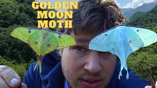 Meet the GOLDEN Moon Moths!  Amazing - Breeding Actias sinensis / MothCycles