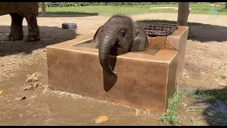 Baby Elephant Wan Mai Daily Routine - ElephantNews