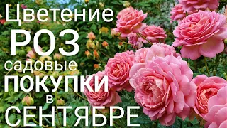 Цветение роз. ЛУЧШИЕ СОРТА. Наш цветущий сад в сентябре. Покупка новых растений. ВЛОГ.