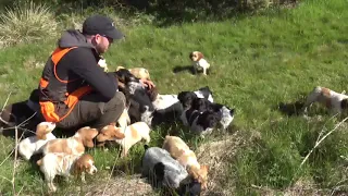 28 chiots épagneuls bretons Keranlouan de 2 mois