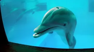 PJ the Dolphin Meets Winter and Hope