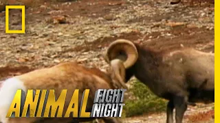 These Rams Go Head to Head - Literally | Animal Fight Night