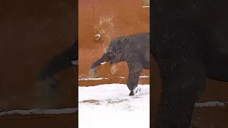 Слоник встаёт на голову в снегу