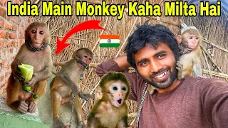 Monkey Kaha Milta Hai India Mein 🙂