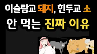 이슬람교에서 돼지고기를 금지하고, 힌두교에서 소고기를 금지하는 근본적인 진짜 이유!! #힌두교 #이슬람 #문화 상대주의