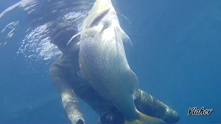 Spearfishing Croatia, Oleg Vlahov, 2019/1