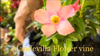 Mandevilla plant Care | Mandevilla or Dipladenia Care | Mandevilla Care in Winter |