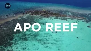 UNTV: THE DIVE | Underwater paradise in Apo Reef