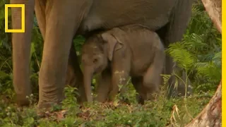 Les premiers pas d'un bébé éléphant indien