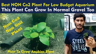 Anubias plant Best Non Co2 plant This plant can grow on normal gravel