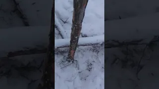 Охота на соболя зимой с капканом