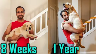 Labrador Puppy Transformation from 8 Weeks to 1 Year [Puppy to Dog]