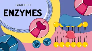 ENZYMES | An introduction to  their structure and function