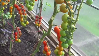 8 августа 2023. Что растет в томатной теплице.  Вяленые помидоры черри. Лучший из черри томат Требус