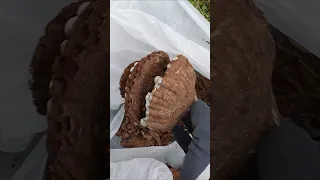 Feeding hornet nest to chicks. HORNET NEST REMOVAL