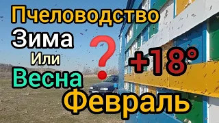 облет в феврале,+18°пасека 5 февраля,облет пчелы,#пыльца