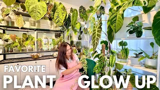 From Cuttings to Glory: 9 Stunning Houseplant Transformations! 🌱✨🪴