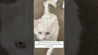 How To Make Your Cat Respects You! 😽🤔