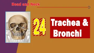 24. Trachea and bronchi
