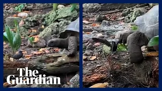 Giant tortoise kills and eats baby bird