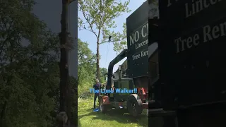 Big limb rigging in a sycamore tree takedown!!