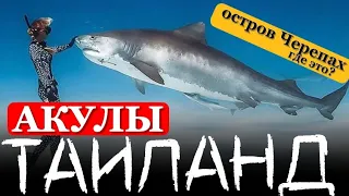 Есть ли акулы в Таиланде на отрове Ко Тао? Авторский тур  "Агентство нетривиальных путешествий"