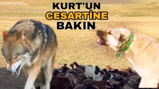 GECE KURT SÜRÜYE SALDIRDI-- ATI GÖRÜNCE HEMEN BİNDİM-SÜRÜDEN AYRILAN KUZULARI DRON İLE BULDUK