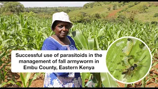 Successful use of parasitoids in the management of fall armyworm in Embu County, Eastern Kenya