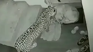 LEOPARD BREAKS IN AND ATTACKS DOG