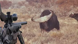 The fiercest confrontations between hunters and African buffalo