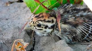 Маленькие птенцы Куропатки затаились в подсолнечнике