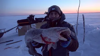 Проверка перемета. Попытка успеть наживиться к подходу налима.