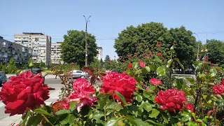 Город Черкассы УТОНУЛ в цветах 🌹🌺🌻🌷🌼🌸💐