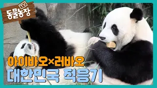귀빈 중의 귀빈, 러바오-아이바오 ‘대한민국 적응기’ I TV동물농장 (Animal Farm) | SBS Story