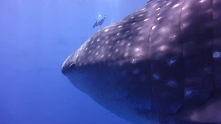 Whale Shark on Princess Alice Bank Azores with Twin Peaks Diving Centre