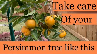 All you need to know about PERSIMMONS. My first big persimmon harvest!