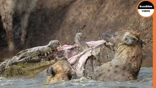 When Hyenas Steal Prey Out of The Crocodile's Jaw