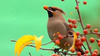 Свиристель (Bombycilla garrulus) - Waxwing | Film Studio Aves