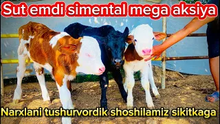 Sut emdi simental buzoqcha mega aksiya qivordik shoshilamiz ☎️sotildi akala hammasi@Samandaruzz