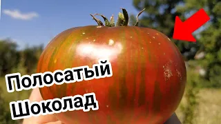 Томат ПОЛОСАТЫЙ ШОКОЛАД 🍅или Сhocolate Stripes.