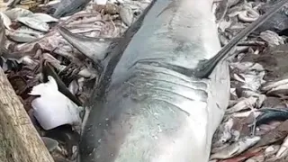 Fishermen Catch Great White Shark and Put It Back in the Water