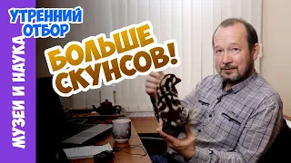 Больше скунсов: пятнистый скунс-акробат и расселение скунсовых. Игорь Фадеев