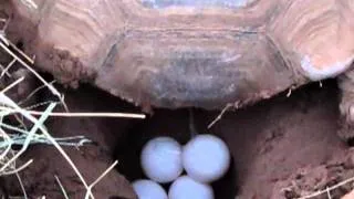 Sulcata Tortoise Laying Eggs