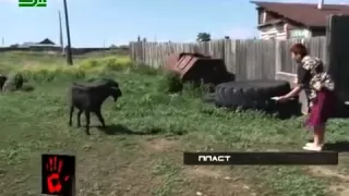 русский Зоофил насилует коз