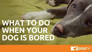 What To Do When Your Dog is Bored