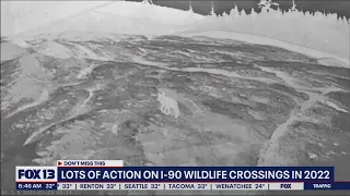 Video shows animals using I-90 wildlife overpass in 2022 | FOX 13 Seattle