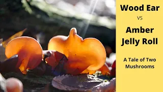 Wood Ear vs  Amber Jelly Roll | Identifying 2 Edible Mushrooms