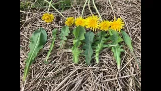 A dandelion is not just a dandelion. There’s over 100 different types